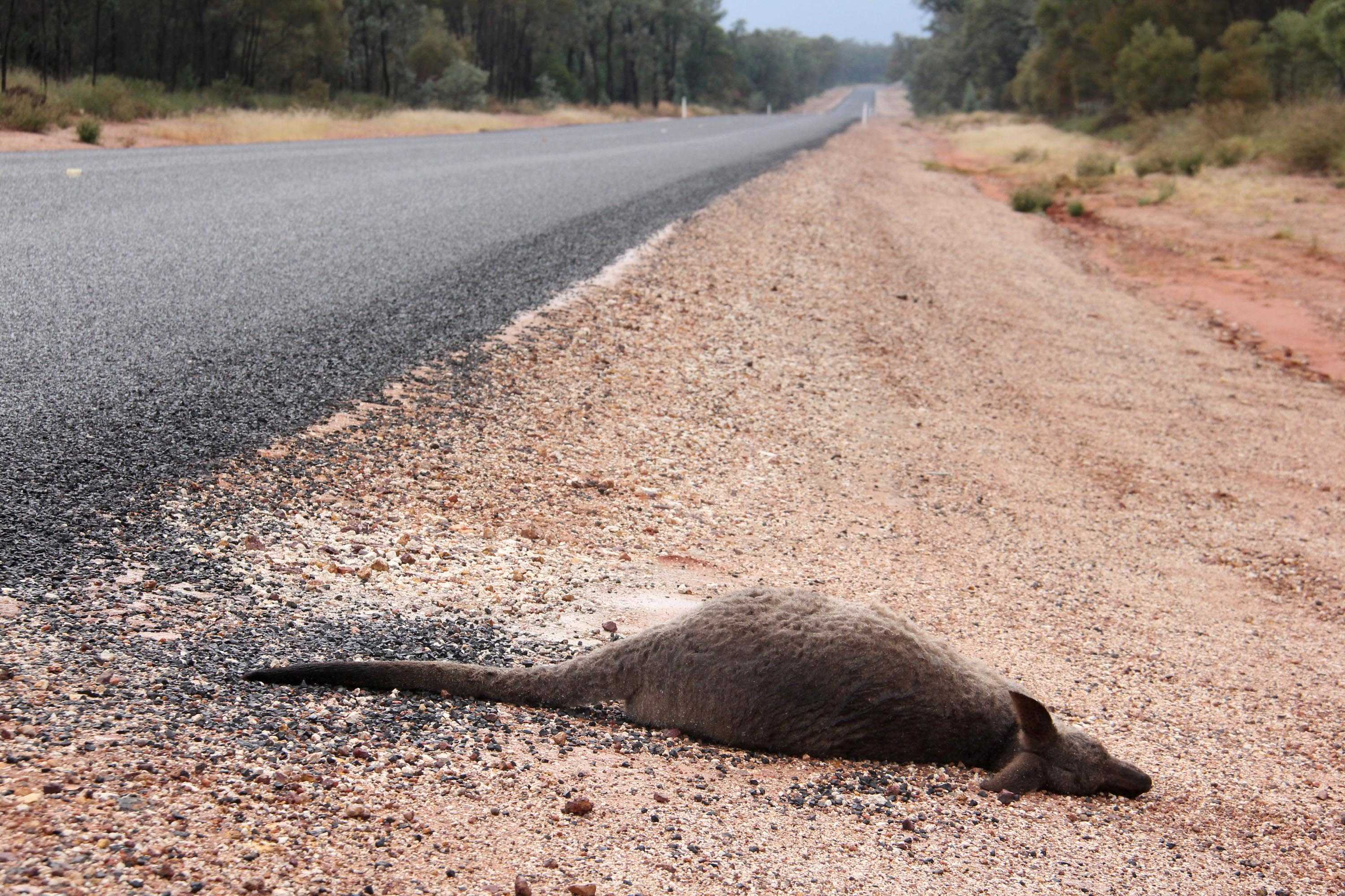 What should you do if you hit an animal while driving? ABC News