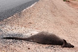 Roadkill by the side of an outback highway.