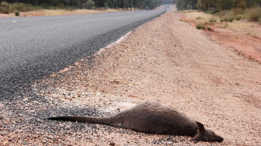 There were 509 traffic accidents involving kangaroos in the ACT last year.