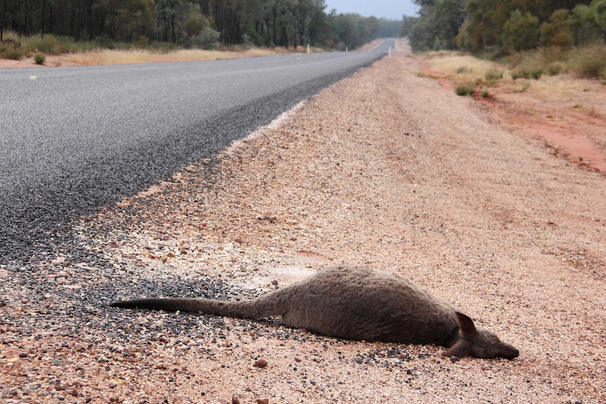 Roadkill by the side of an outback highway.