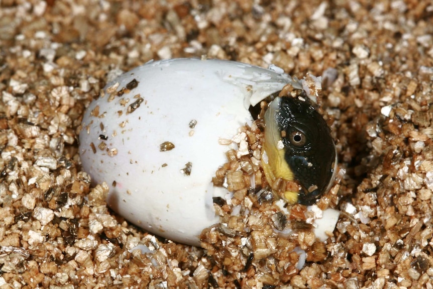 Snapping Turtle egg