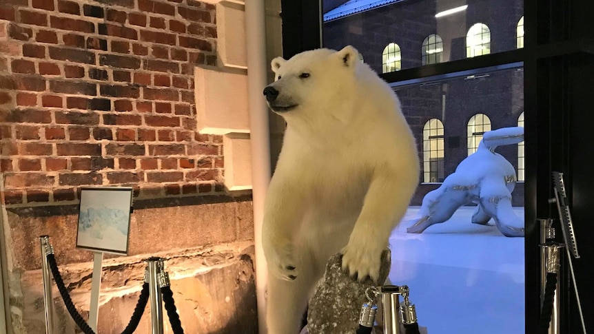 A stuffed polar bear sits in an exhibit