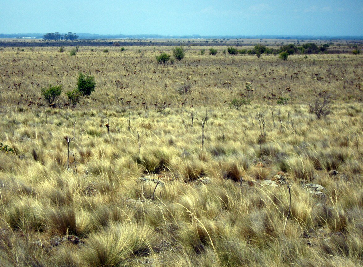 Una llanura plana cubierta de pastos amarillos y verdes de color amarillo con unos pocos arbustos, que se extienden hasta un horizonte de distancia.