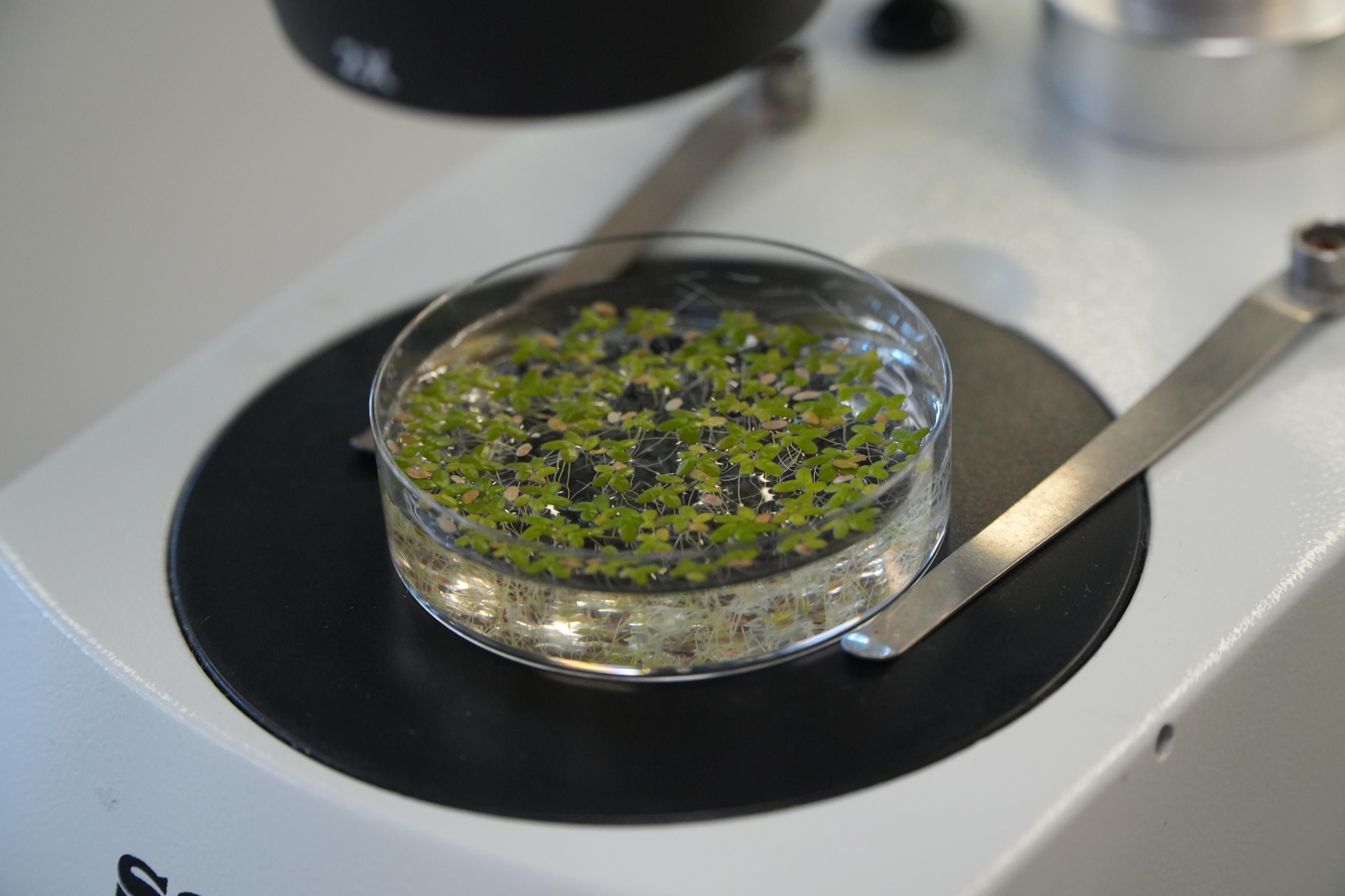 Duckweed flourishing in a Petri dish.