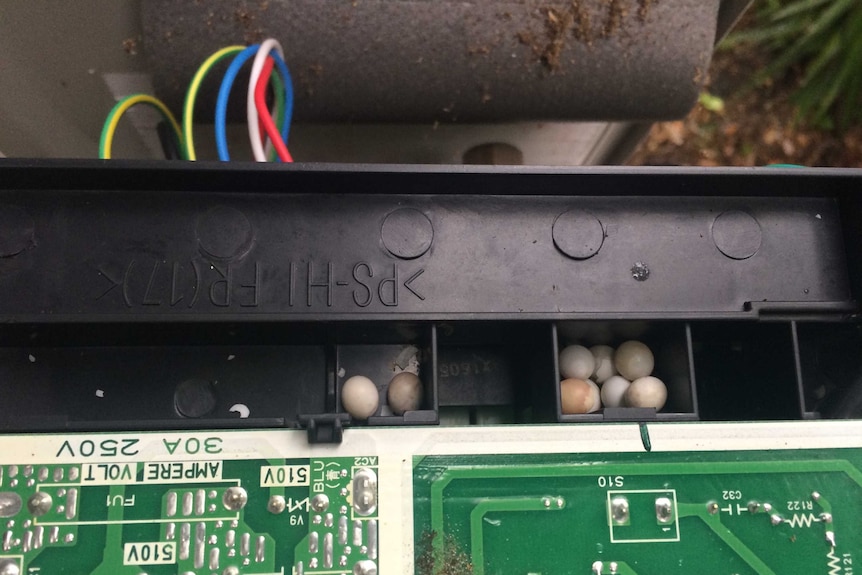 Close up on tiny eggs nestled amid circuit boards.