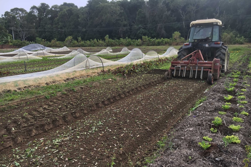 A tractor ploughs in duck damaged crops, you can see lettuce that's been eaten almost to the ground.