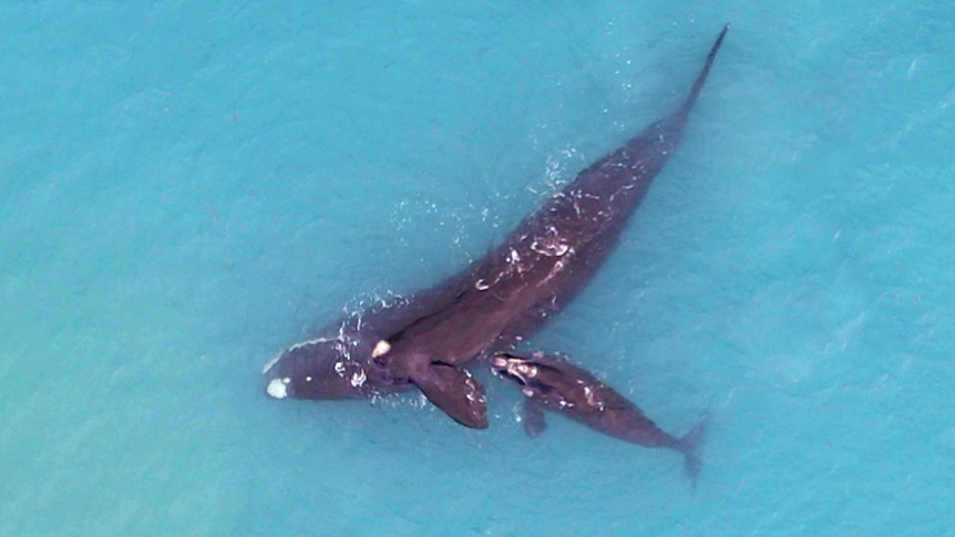 An aerial view of a whale and her calf in light-blue waters.