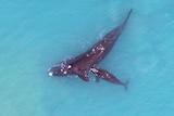 An aerial view of a whale and her calf in light-blue waters.