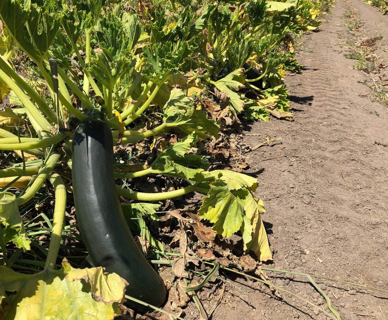 Farm labour shortage hits some harder than others, while governments