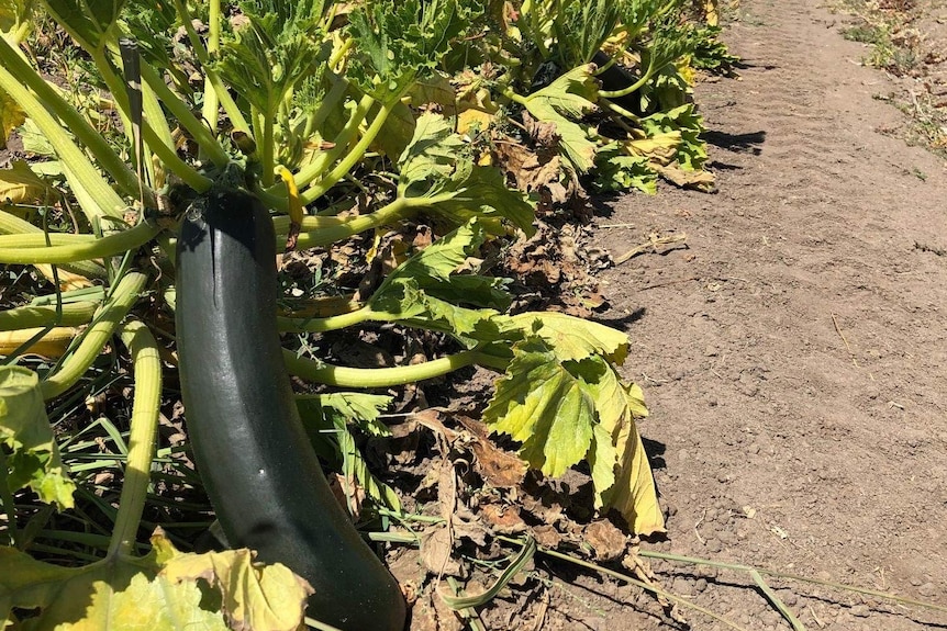 Zucchini crop left to wither due to labour shortage
