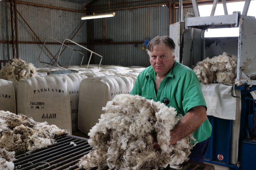 An older fellow with an armful of wool in a shed.