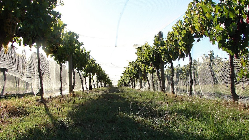 Vines at Rutherglen in north east Victoria.