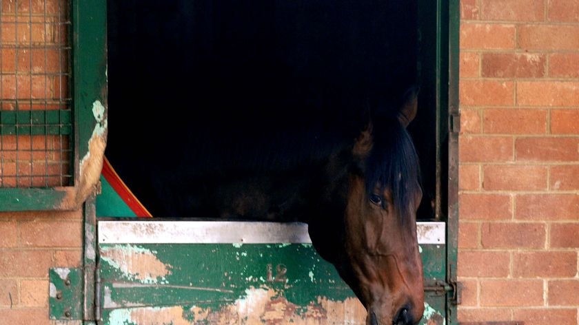 There are concerns about claims people have been moving horses into the Vic from NSW, where the infection started. (File photo)