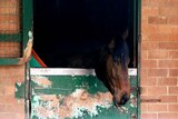 Vaccine on its way: Victorian trainers hope their state can remain free of horse flu ahead of the Spring Carnival
