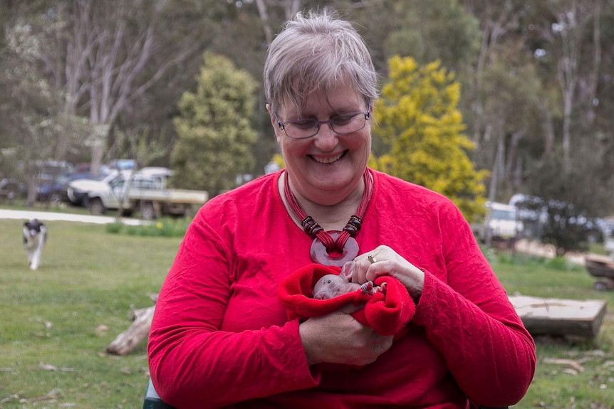 Central west NSW wildlife carer, Suzanne Alder, with injured baby wombat, Legolas