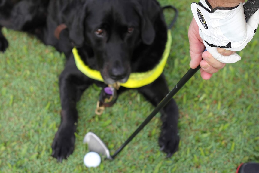 A guide dog watches on as a golfer prepares to take a swing.