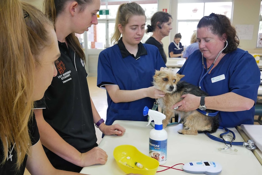 A head and shoulders shot of Veterinarian Dr Suellen Kelly treating a rescue dog with students from Muresk Institute in Northam