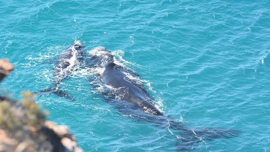 A whale and its calf in the ocean photographed from height