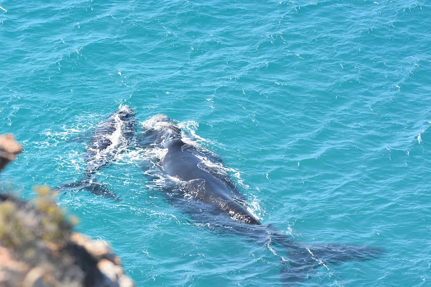 A whale and its calf in the ocean photographed from height