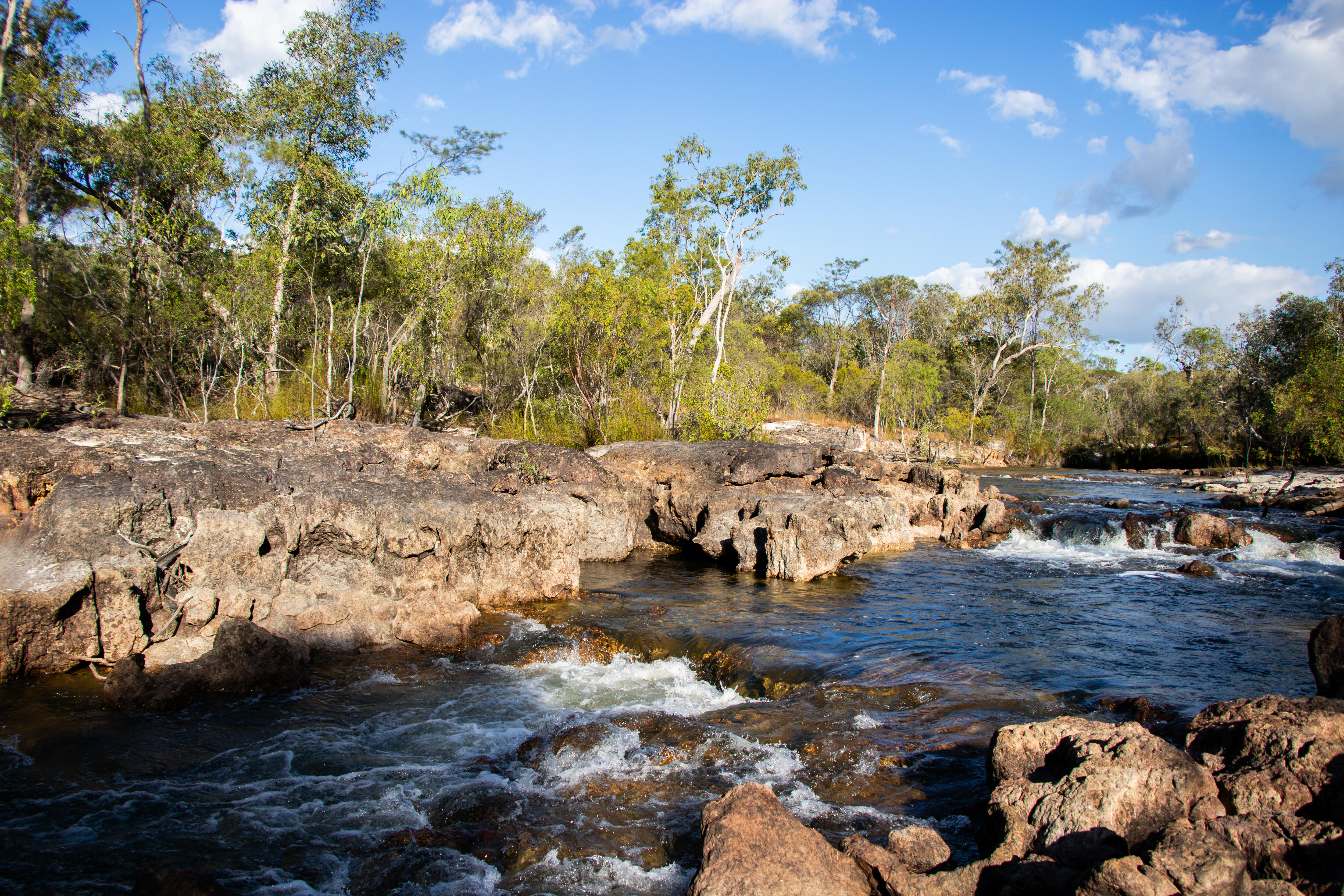 A roaring river between two rock banks, flanked by a forest of subtropical eucalyptus gum trees.