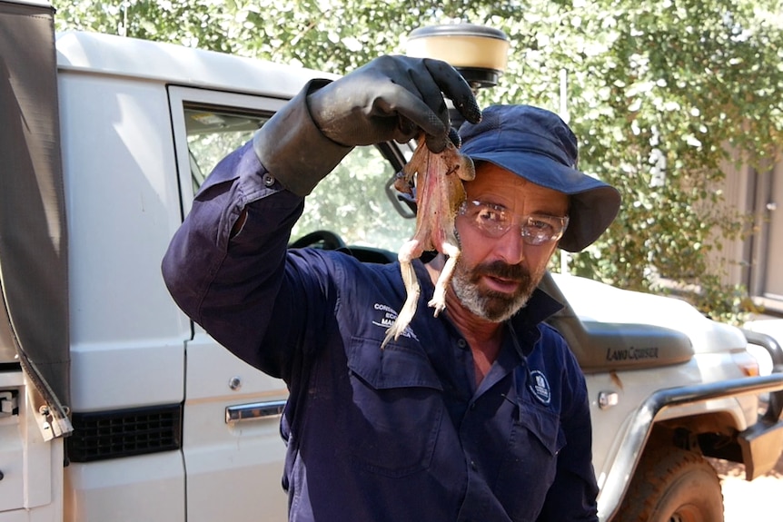 DBCA Field Officer Miles Bruny holds up cane toad