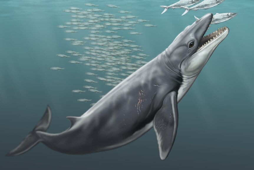 A depiction of the ancient janjucetus hunderi whale.