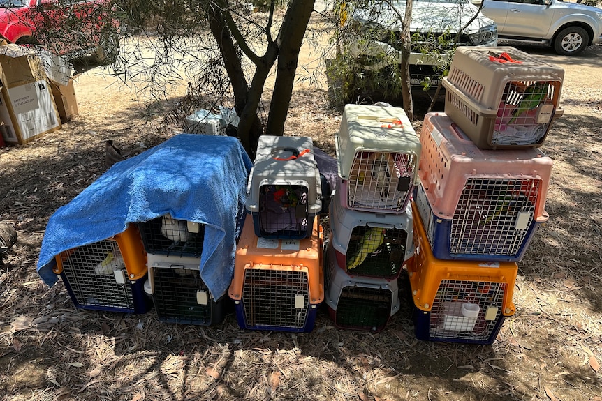 Stacks of parrots in small plastic carriers under a tree, some covered in tarp.