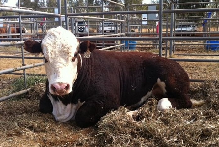 A poll Hereford bull sits in a sale yard.