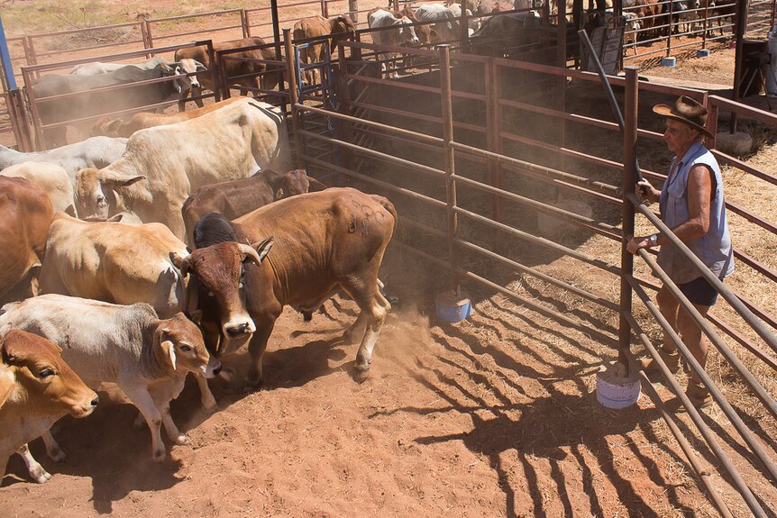 A grazier drafts cattle in new yards built by BlazeAid volunteers