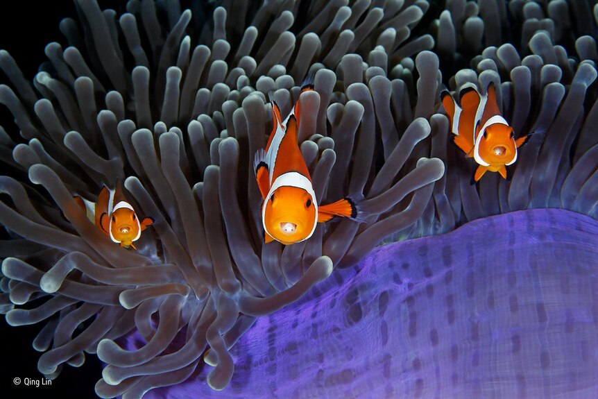 A trio of clownfish — each with a parasitic isopod inside their mouths — peep out from their protective anemone.