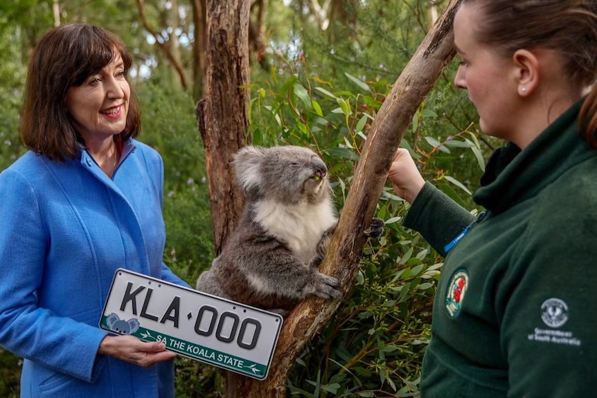 A koala in the fork of a tree sits between two women