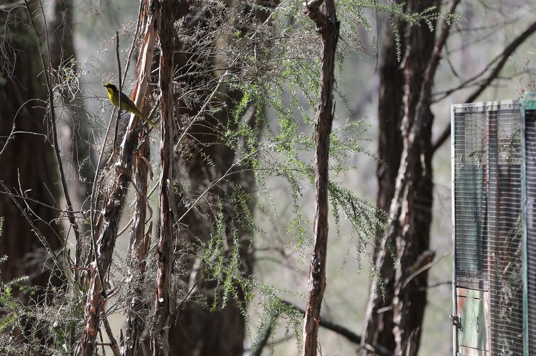 A helmeted honeyeater sits on a branch on a tree next to the aviary it was released from.