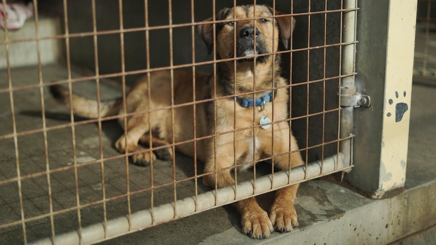 A large brown dog sits in a cage with his paws beneath the wire