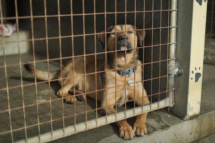 A large brown dog sits in a cage with his paws under the wire.