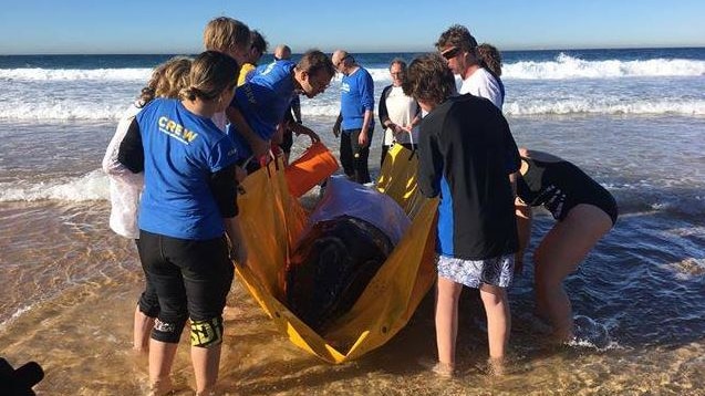 People pour water on a baby whale