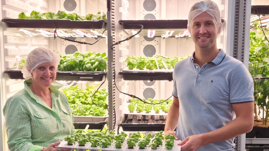 A man and woman wearing hair nets holding a tray of lettuce plants in front of trays of lettuces under lights