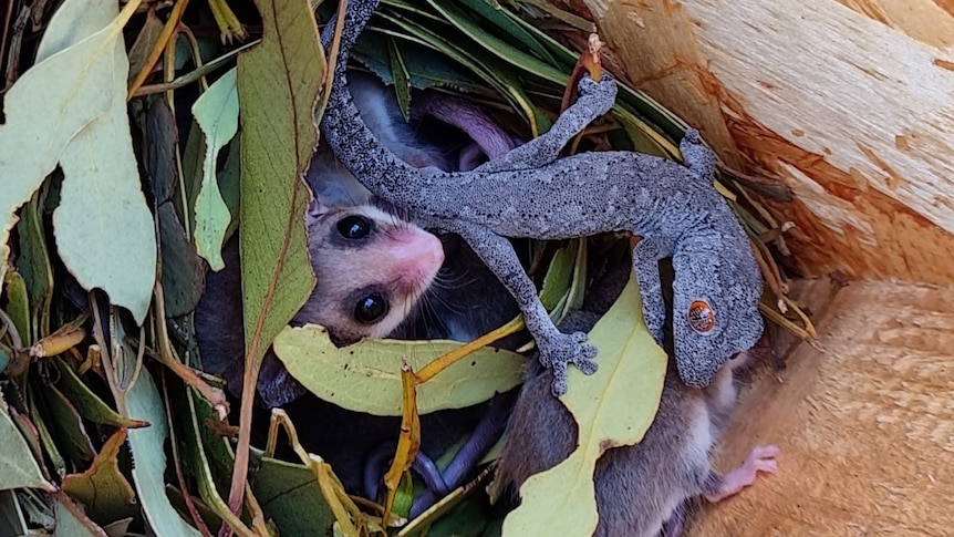 a lizard with a family of possums
