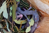 a lizard with a family of possums