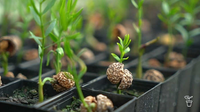 Seedlings in pots in a tray with seed pods remaining on the stem