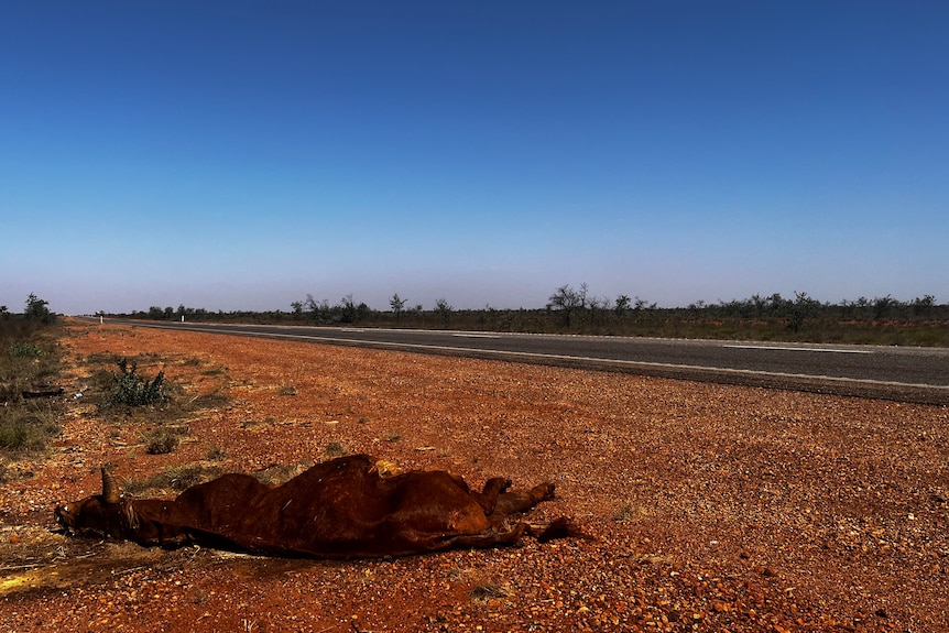 The carcass of a dead brown cattle lies on the side of a highway bounded by red dust.