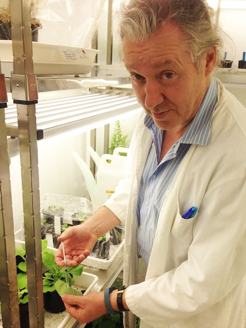 Professor Peter Waterhouse Queensland University of Technology with Pitjuri Plant