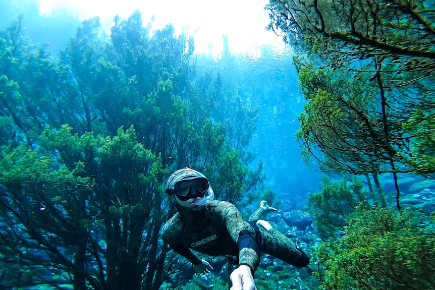 A man in a wetsuit and snorkel swims underwater amongst flooded trees and shrubs.