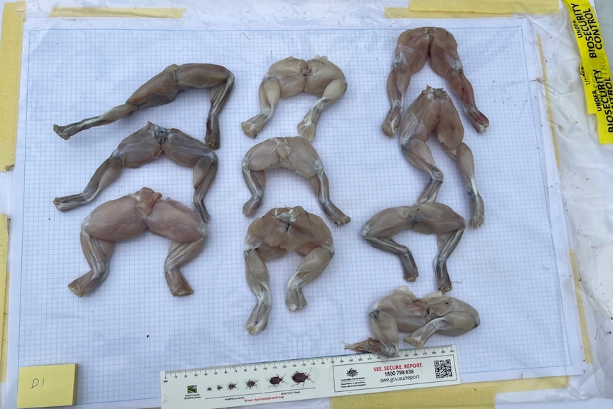 frogs seized food in plastic bag 