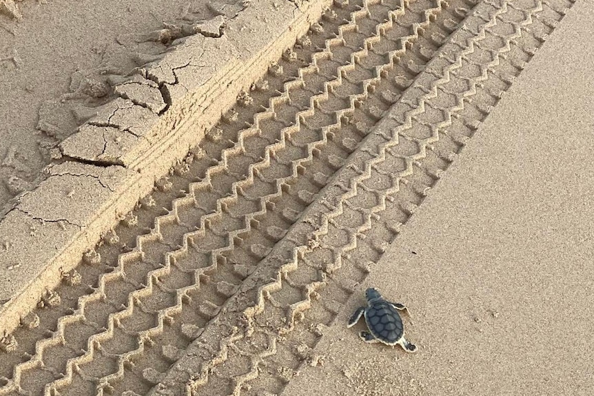 Deep tyre tread marks in the sand and a small grey turtle