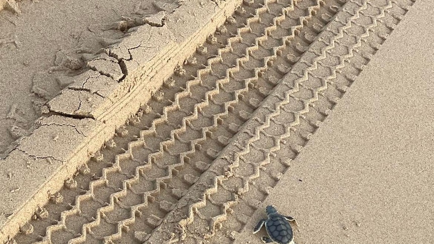Deep tyre tread marks in the sand and a small grey turtle