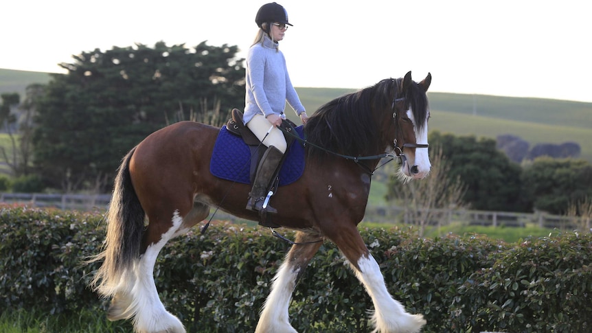 Sally Morphy enjoys riding her Clydesdale, Paris