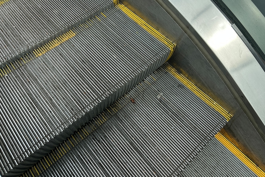 A dead cockroach lies on the grooves of an escalator stair. 