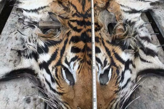 Vietnam tiger skin