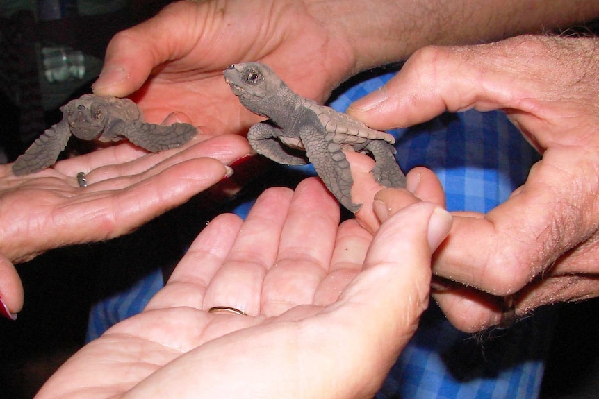 Turtle hatchlings at Mon Repos.