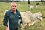 A man stands on crutches with cows behind him in a paddock.